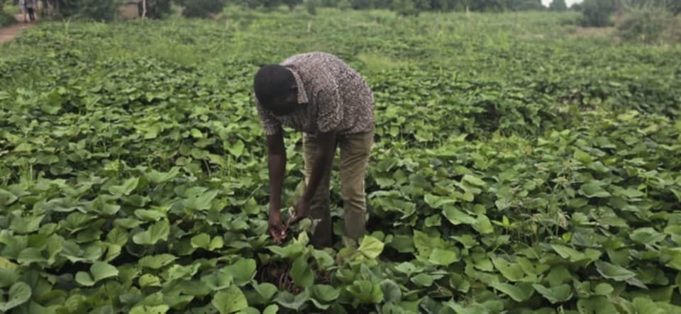 Community member working among crops in an agricultural field