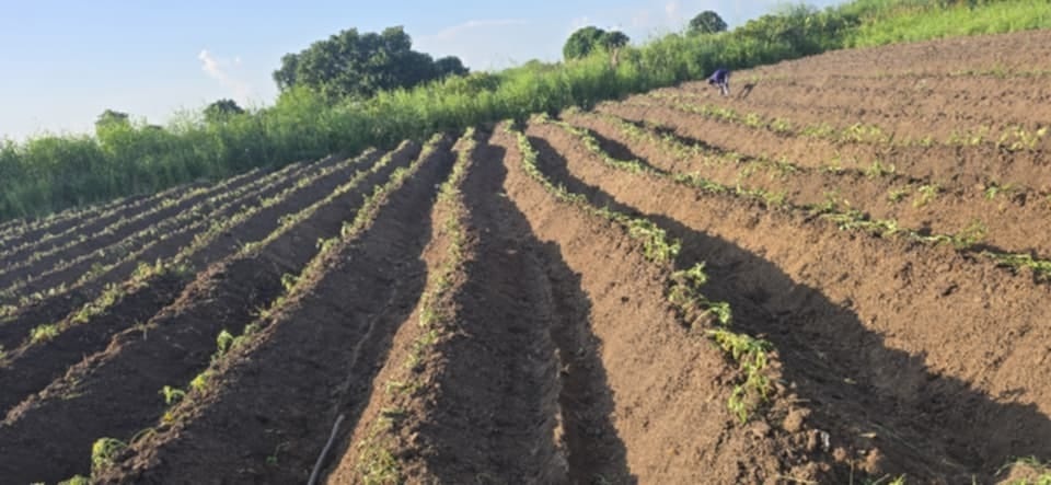 Cultivated agricultural field with rows of young crops